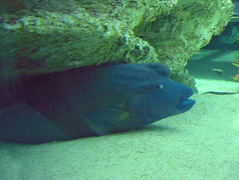 Foto Aquarium - Sydney