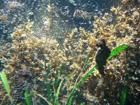 Fotos Aquarium | Sydney