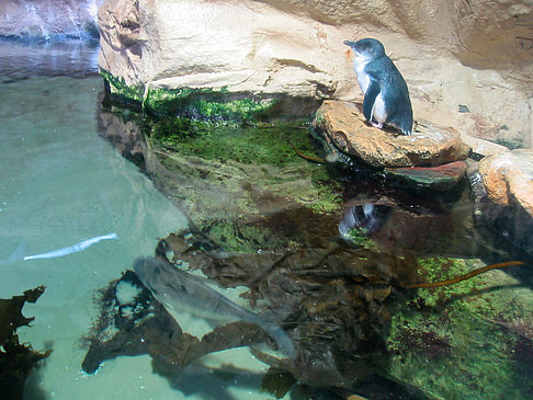 Foto Aquarium - Sydney