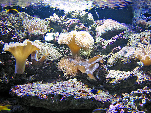 Foto Aquarium