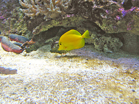 Foto Aquarium - Sydney