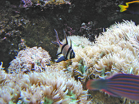 Aquarium Fotos