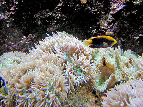 Foto Aquarium - Sydney