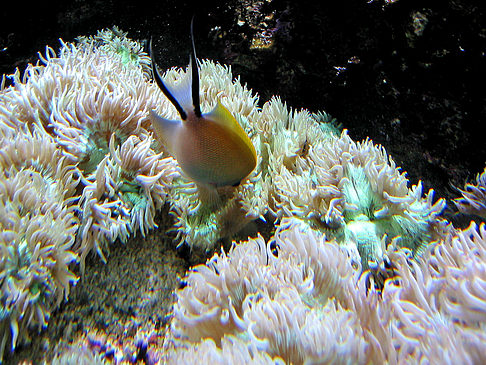 Fotos Aquarium | Sydney