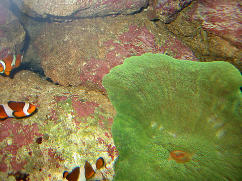 Fotos Aquarium | Sydney