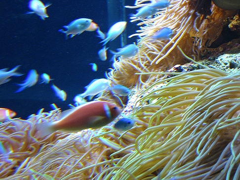 Foto Aquarium - Sydney