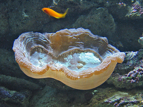 Foto Aquarium - Sydney