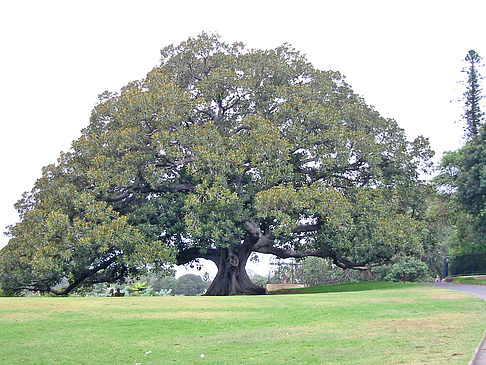 Fotos Baum