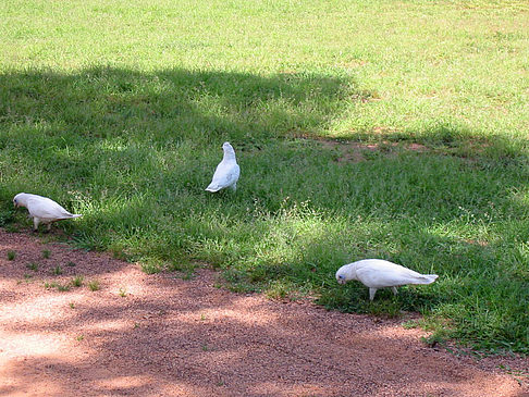 Vögel Foto 