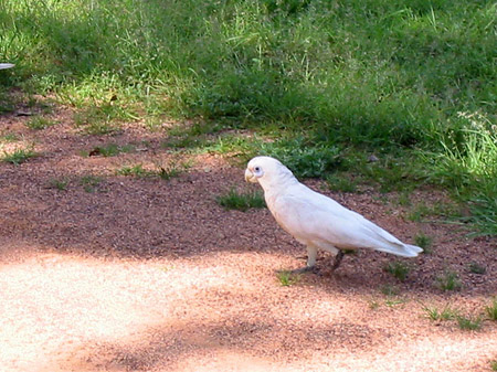 Foto Vögel - 