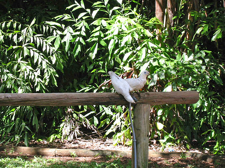 Vögel Foto 