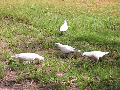 Vögel Foto 