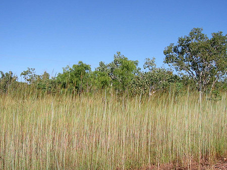 Foto Nationalpark Kakadu