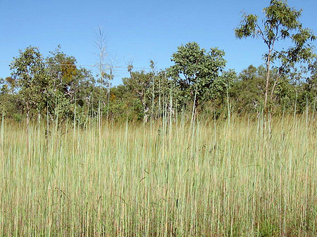 Foto Nationalpark Kakadu - 