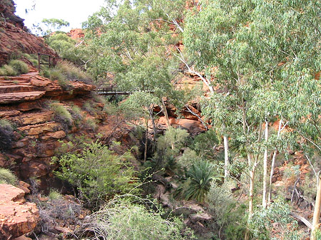 Fotos Pflanzen im Canyon