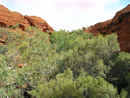 Fotos Pflanzen im Canyon