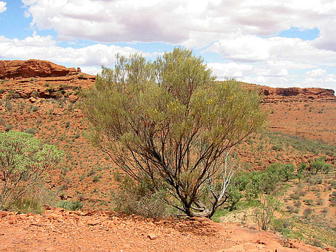 Foto Pflanzen im Canyon